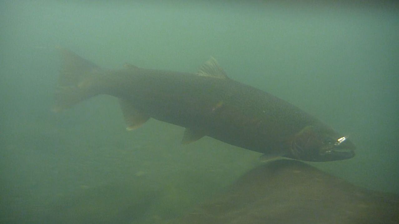 sol duc steelhead 2.jpg