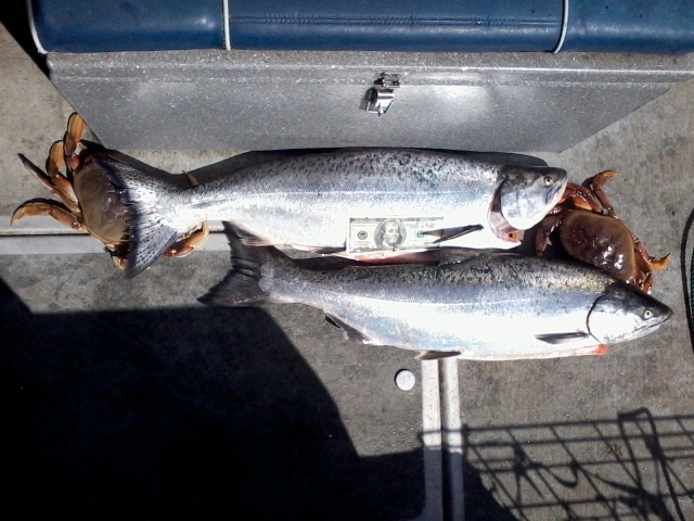 6-20-12 Westport Salmon 13 pounds.jpg