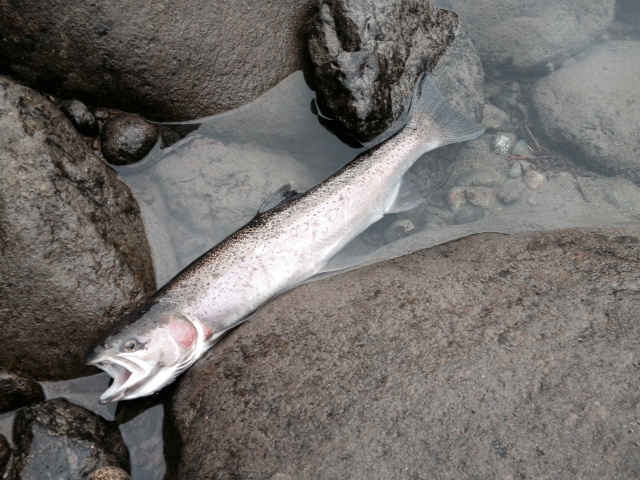 Steelhead.JPG