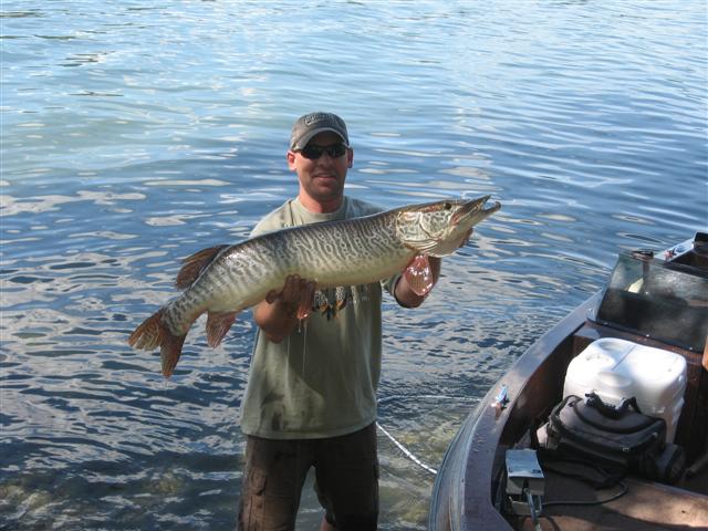 1st_Curlew_Tiger_Musky_41x19.5_Small.JPG