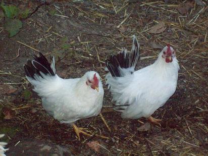 chickens_182.JPG