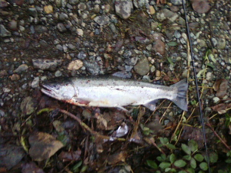 steelhead_12-20-2009.jpg