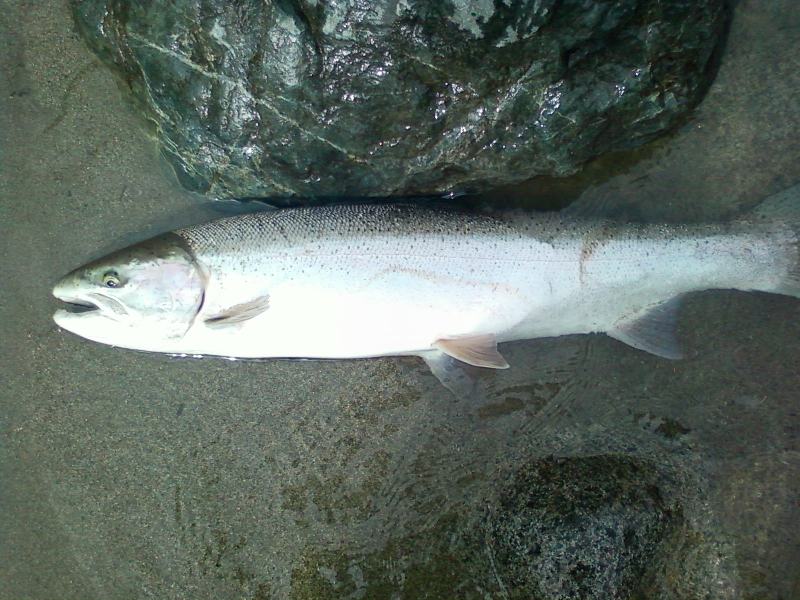 Notellum_River_14lb_35inches_june_26th_2010.jpg