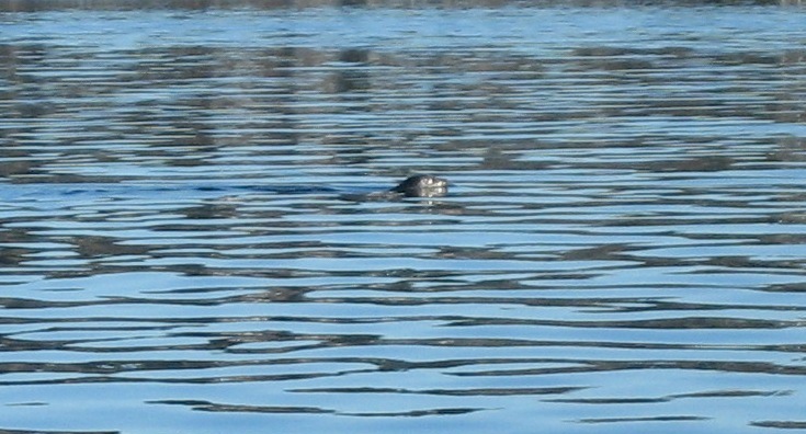 SEA_LION_LAKE_WASHINGTON_02.23.08.JPG