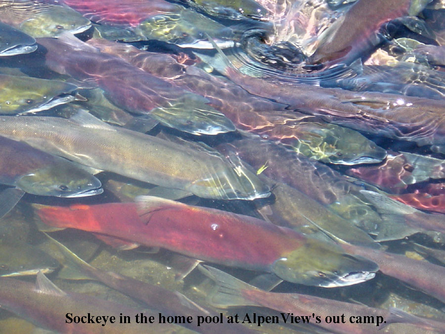 sockeye5.jpg