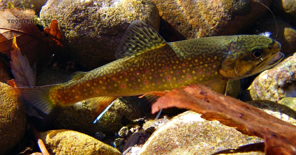 Small_Brook_Trout_1.jpg