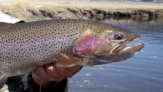 cutbow-trout.jpg