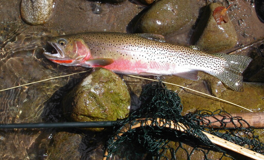 Skagit_River_Cutthroat_1.JPG