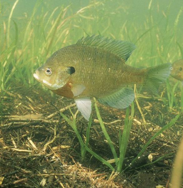 BLUEGILL.jpg