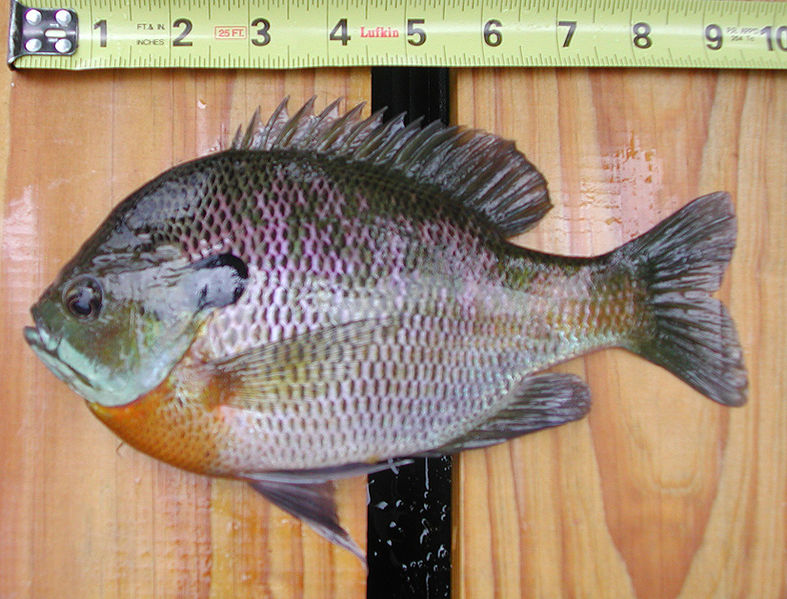 BLUEGILL2.jpg