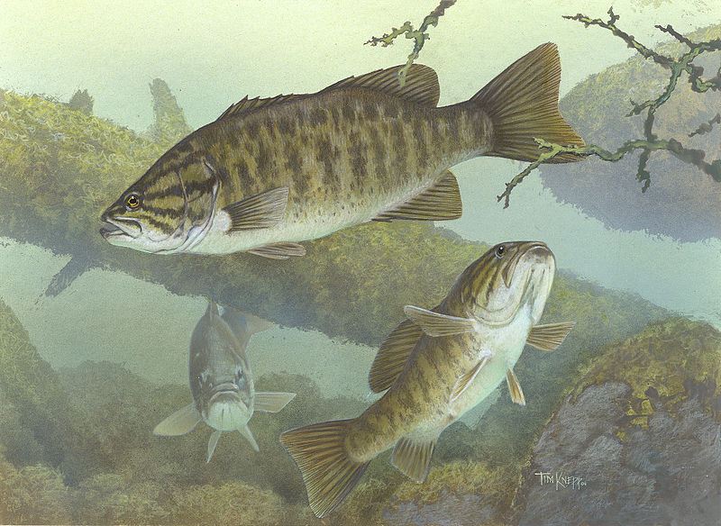 Smallmouth Bass 800px-Micropterus_dolomieu2.jpg