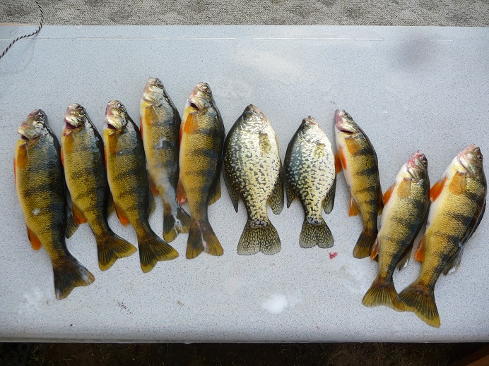 fiirst perch crappie 2013 012.JPG