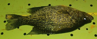 12 in crappie.jpg