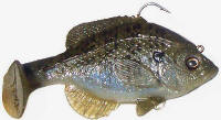 female-bluegill_small.jpg