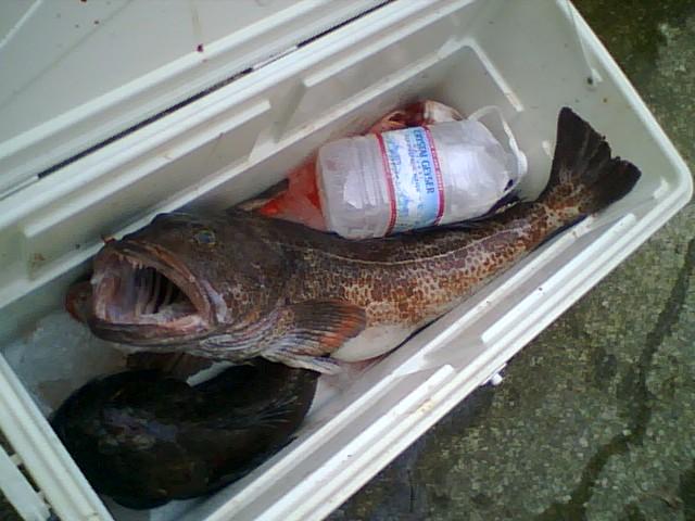 36.5in_lingcod.JPG