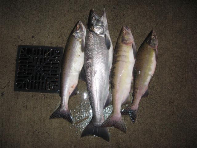 Duwamish_Salmon_001_Small.jpg