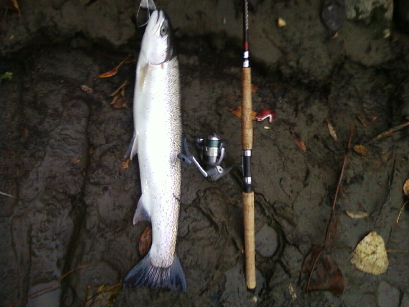 Sno._steelhead_1_11-30-2009.jpg